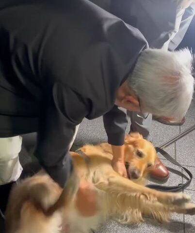 台灣新聞通訊社-翻肚求摸！黃仁勳遇黃金心秒融化「狂嚕狗」　主人笑：牠這輩子不洗澡了