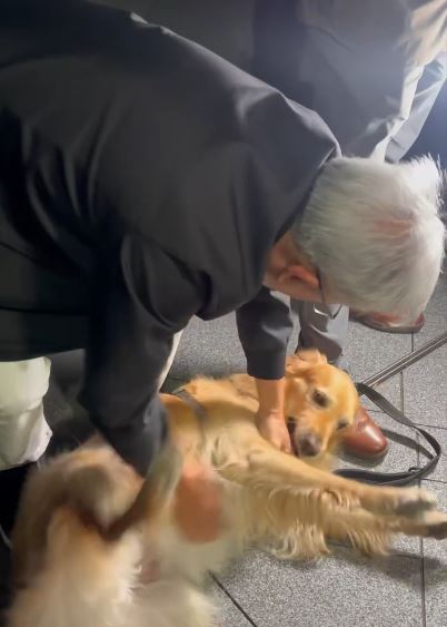 台灣新聞通訊社-翻肚求摸！黃仁勳遇黃金心秒融化「狂嚕狗」　主人笑：牠這輩子不洗澡了