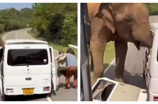 台灣新聞通訊社-餵食惹禍？野象突襲觀光車「車門遭扯飛」 旅客帶娃逃命全都錄