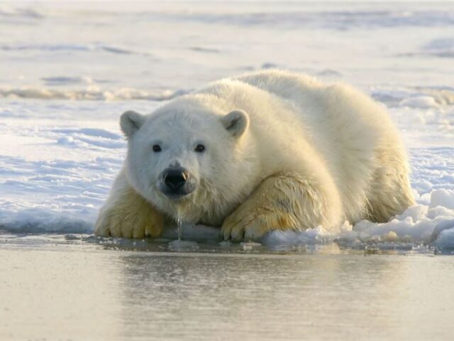 台灣新聞通訊社-海冰消融挪威北極熊反變壯　科學家也意外