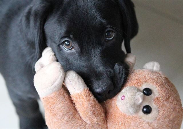 台灣新聞通訊社-猴子vs.狗誰贏？全台浪犬最多「1縣市」出奇招　果農驚喊：收成保住了