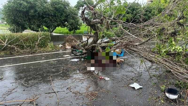 台灣新聞通訊社-送信遭路樹重砸「資深郵差」倒地橫死！8旬母痛失愛子…國賠金額超心酸