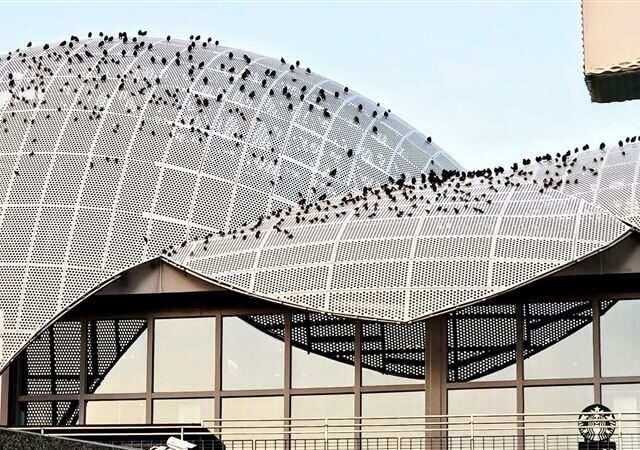 台灣新聞通訊社-國3清水服務區「麻雀大爆發」！千鳥齊聚屋頂上齊鳴…震撼畫面曝光