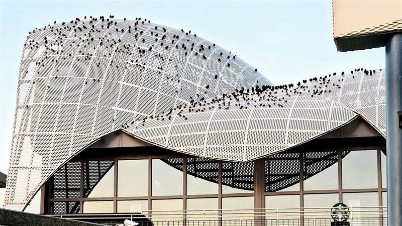 台灣新聞通訊社-國3清水服務區「麻雀大爆發」！千鳥齊聚屋頂上齊鳴…震撼畫面曝光