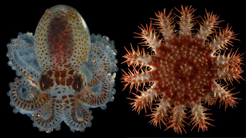 台灣新聞通訊社-這螃蟹竟然長毛？深海「暮光區」撈出20種怪奇物種：長得像外星人