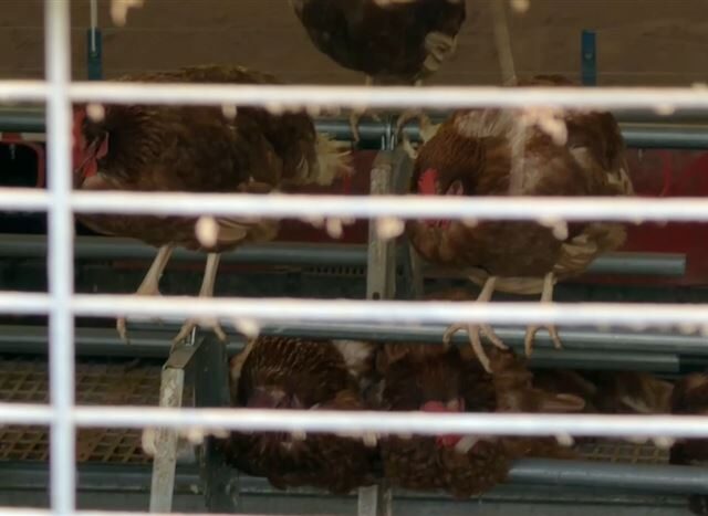 台灣新聞通訊社-台中蛋雞場隱匿疫情！半月暴斃 1700 隻雞　1/10雞蛋仍照賣流向曝光