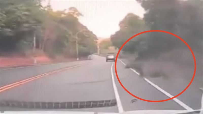 台灣新聞通訊社-八卦山撞擊巨響！水鹿「自殺式暴衝」竄出狠撞轎車　驚悚畫面曝光