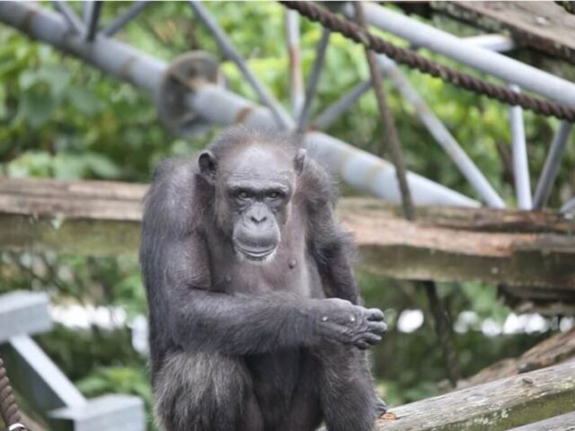 台灣新聞通訊社-日本「天才黑猩猩」高齡49歲過世！能認字還會開鎖　助研究人類心智演化