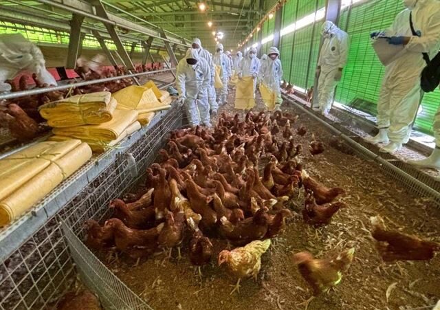 台灣新聞通訊社-「禽流感蛋」年費1.6萬！7125斤流向台中7名店　最大宗銷往1縣市已賣光