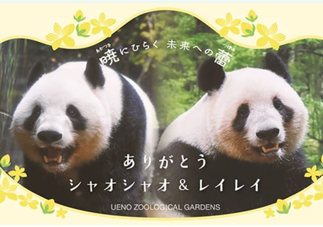 台灣新聞通訊社-日本淚別熊貓！矢板明夫揭密中國「熊貓外交」：披著可愛外衣的算計