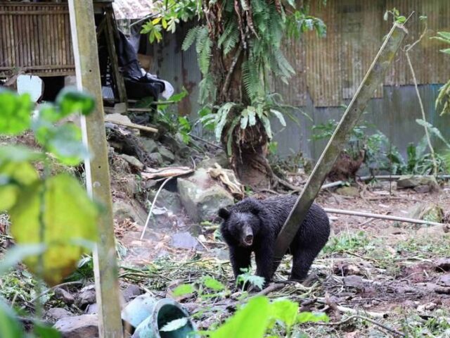 台灣新聞通訊社-阿里山「冰箱殺手」落網！成年黑熊誤觸安全套索　專家將送往深山野放