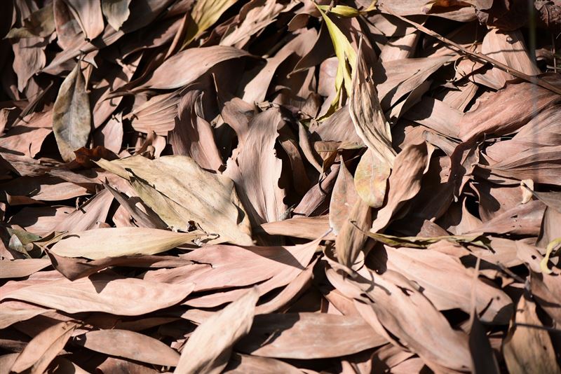 台灣新聞通訊社-明天迎小寒！命理師揭「4大禁忌」　掃落葉恐害衰整年