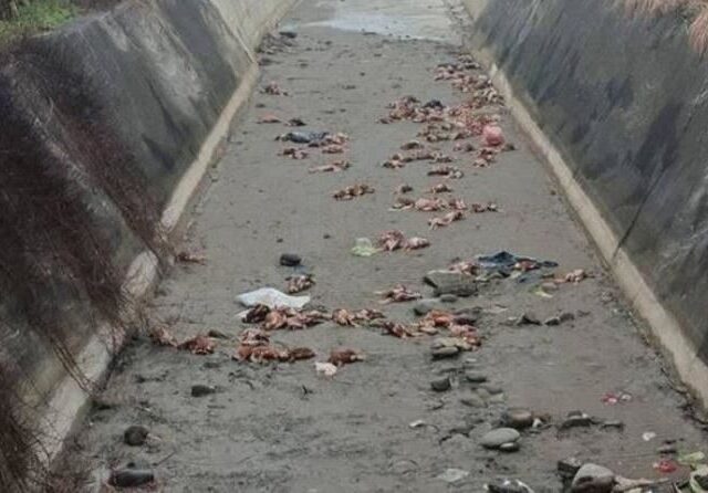 台灣新聞通訊社-台中豐康牧場爆禽流感！病死雞丟水溝、售7千斤毒蛋　負責人40萬交保