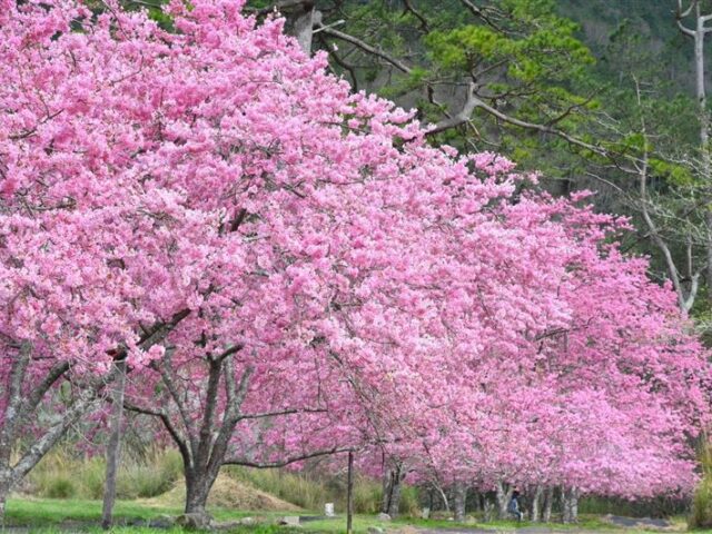 台灣新聞通訊社-一次看懂／武陵櫻花季2/13登場！每日6千人總量管制　專車1/7中午開賣