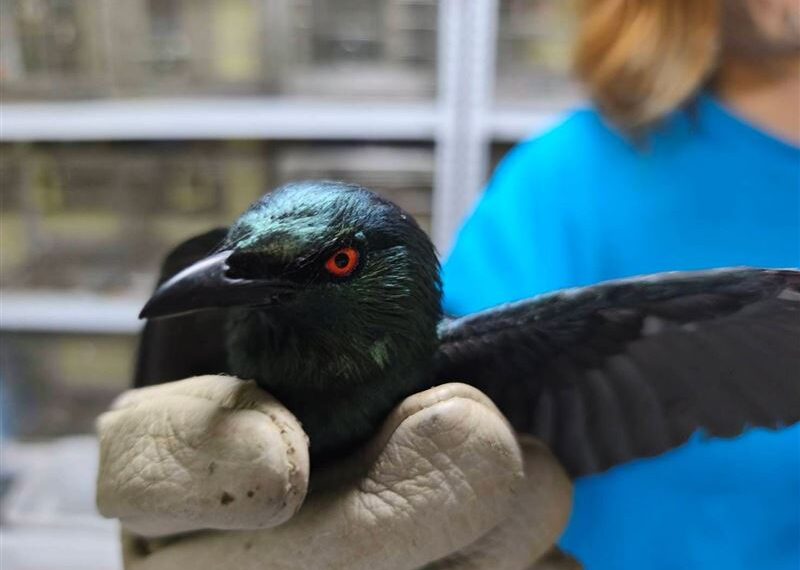 台灣新聞通訊社-牠是誰？紅眼怪鳥突現身陽台嚇壞民眾　新北動保處急救援「揭真身」