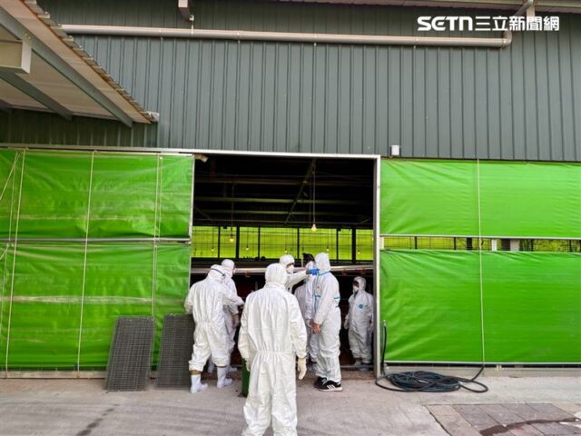 台灣新聞通訊社-這原因不敢報！豐原雞場「私埋千隻」隱匿　老獸醫揭真相：全殺光就賠死