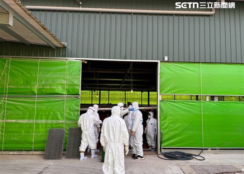 台灣新聞通訊社-這原因不敢報！豐原雞場「私埋千隻」隱匿　老獸醫揭真相：全殺光就賠死