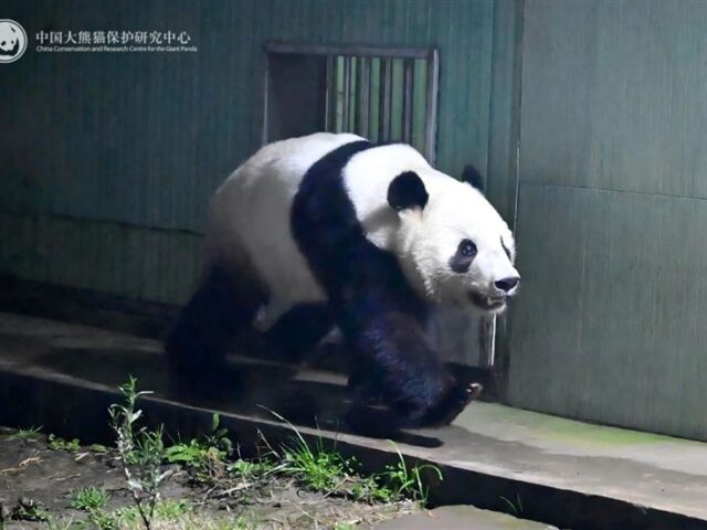 台灣新聞通訊社-北京拒租新熊貓卻喊歡迎來訪　日網灌爆「那裡很可怕」：去台北看就好