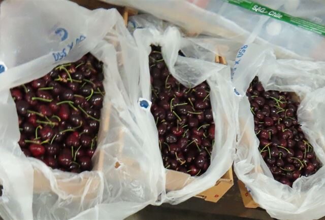 台灣新聞通訊社-依賴中國出事了？智利櫻桃慘況曝光 想賣台灣遇到1問題