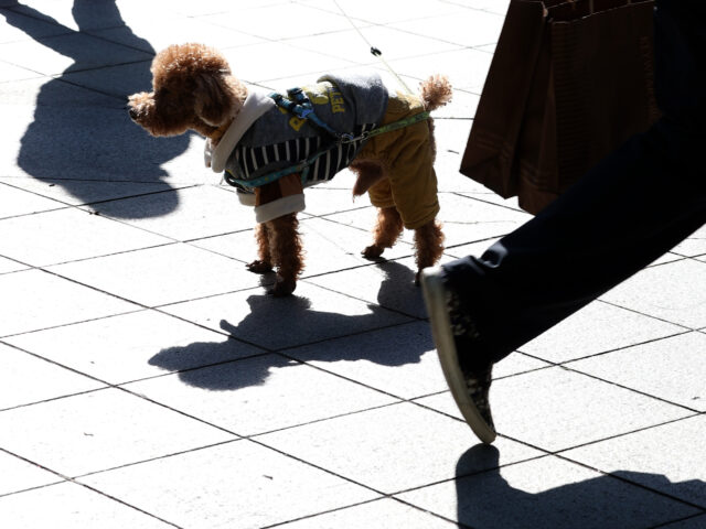 台灣新聞通訊社-台灣虎航第4波飛日本1599元起 今天上午10時開賣