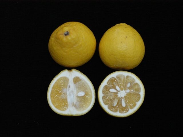 台灣新聞通訊社-比柳丁好吃！食安專家曬神祕水果引熱議 內行：煮熱茶也好喝