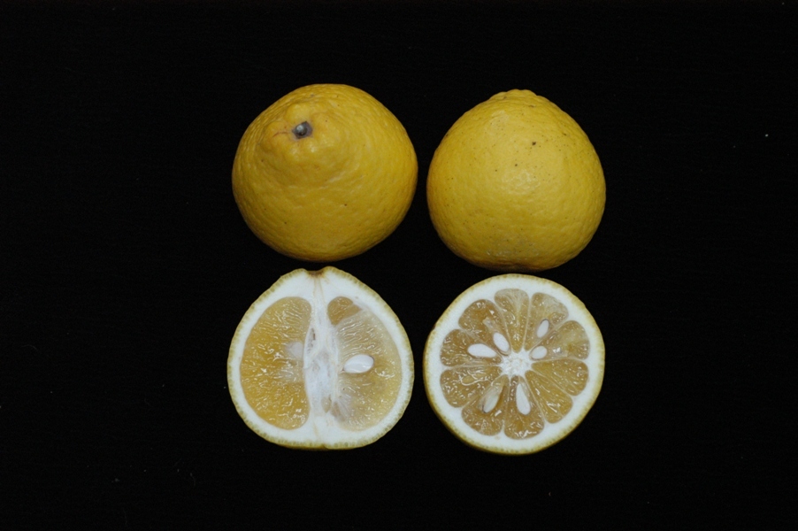 台灣新聞通訊社-比柳丁好吃！食安專家曬神祕水果引熱議 內行：煮熱茶也好喝