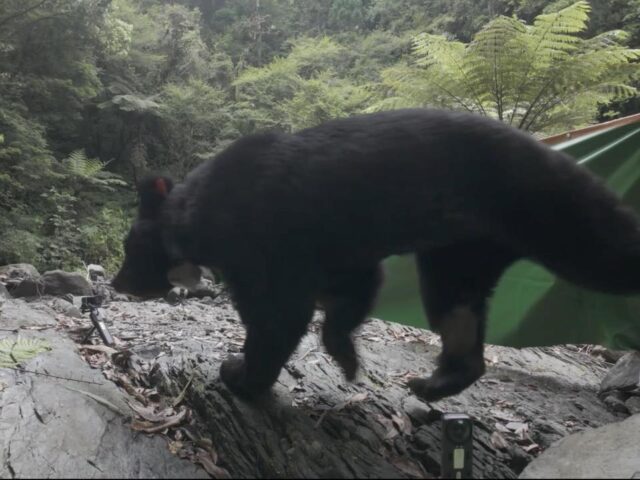 台灣新聞通訊社-黑熊阿里曼屢滋擾聚落引恐慌 捕獲送北市動物園安置