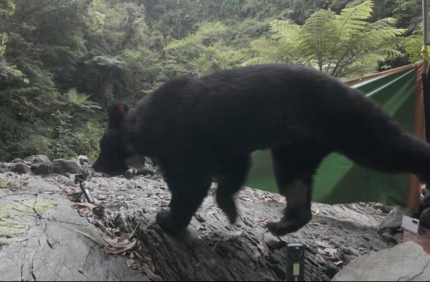 台灣新聞通訊社-黑熊阿里曼屢滋擾聚落引恐慌 捕獲送北市動物園安置