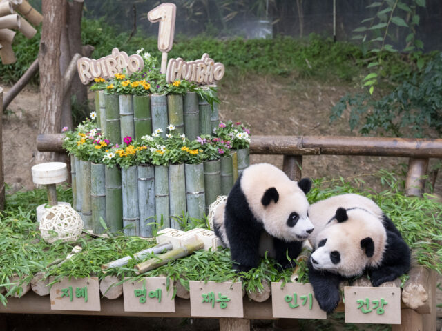 台灣新聞通訊社-李在明證實已請求中方租借2貓熊 將安置光州動物園