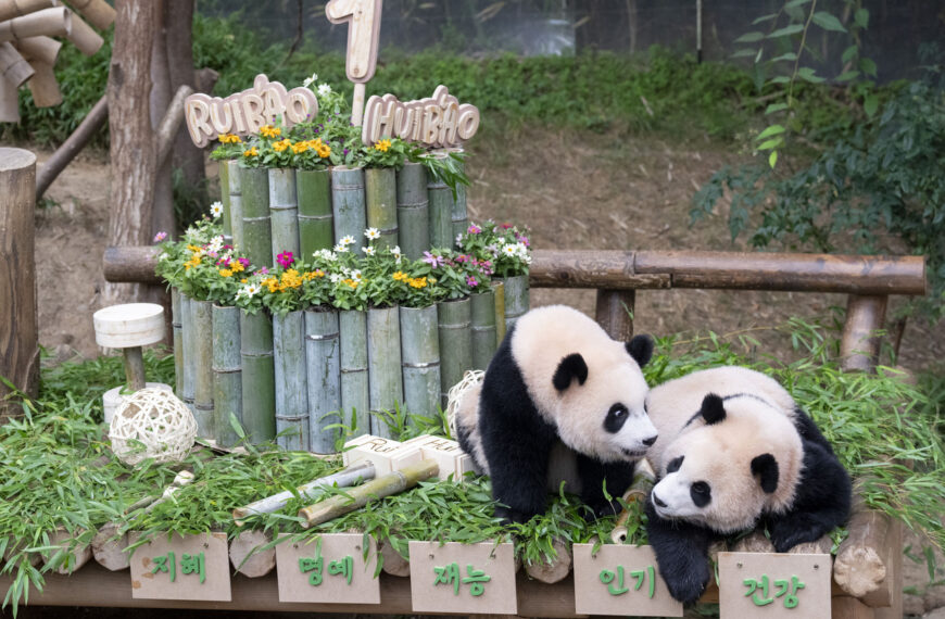 台灣新聞通訊社-李在明證實已請求中方租借2貓熊 將安置光州動物園