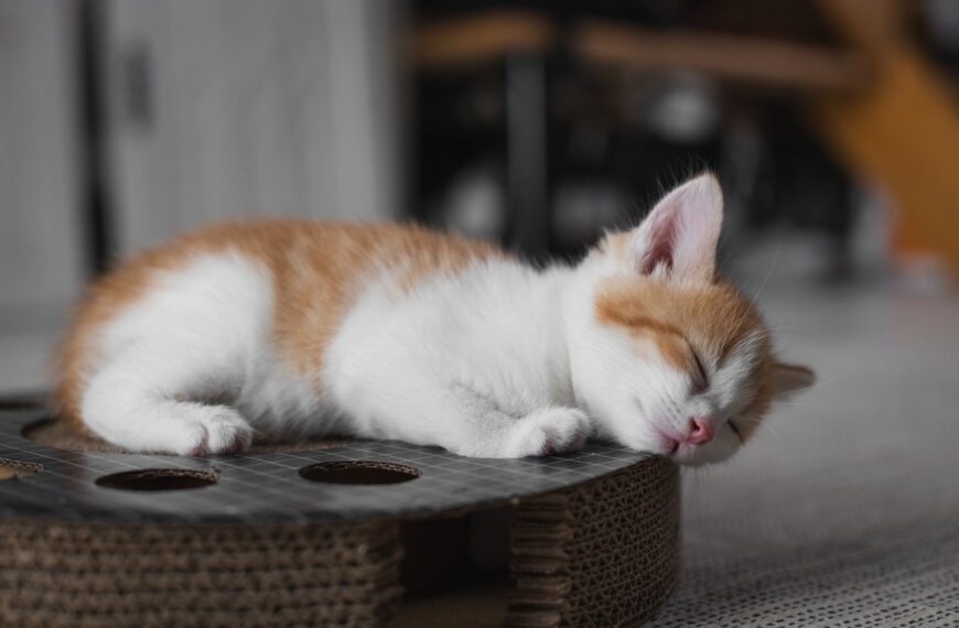 台灣新聞通訊社-主子小心！好市多貓抓盆暗藏危險物品 飼主嚇壞：一定要檢查