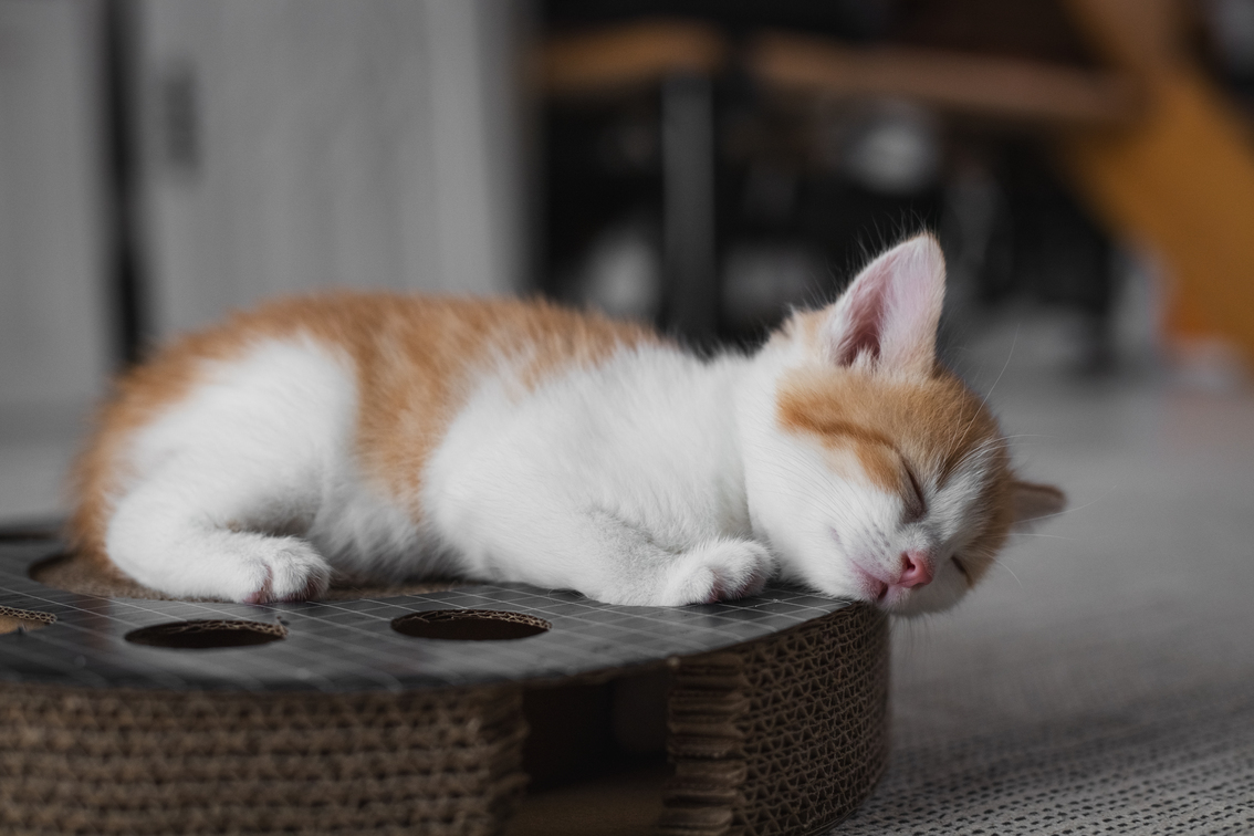 台灣新聞通訊社-主子小心！好市多貓抓盆暗藏危險物品 飼主嚇壞：一定要檢查