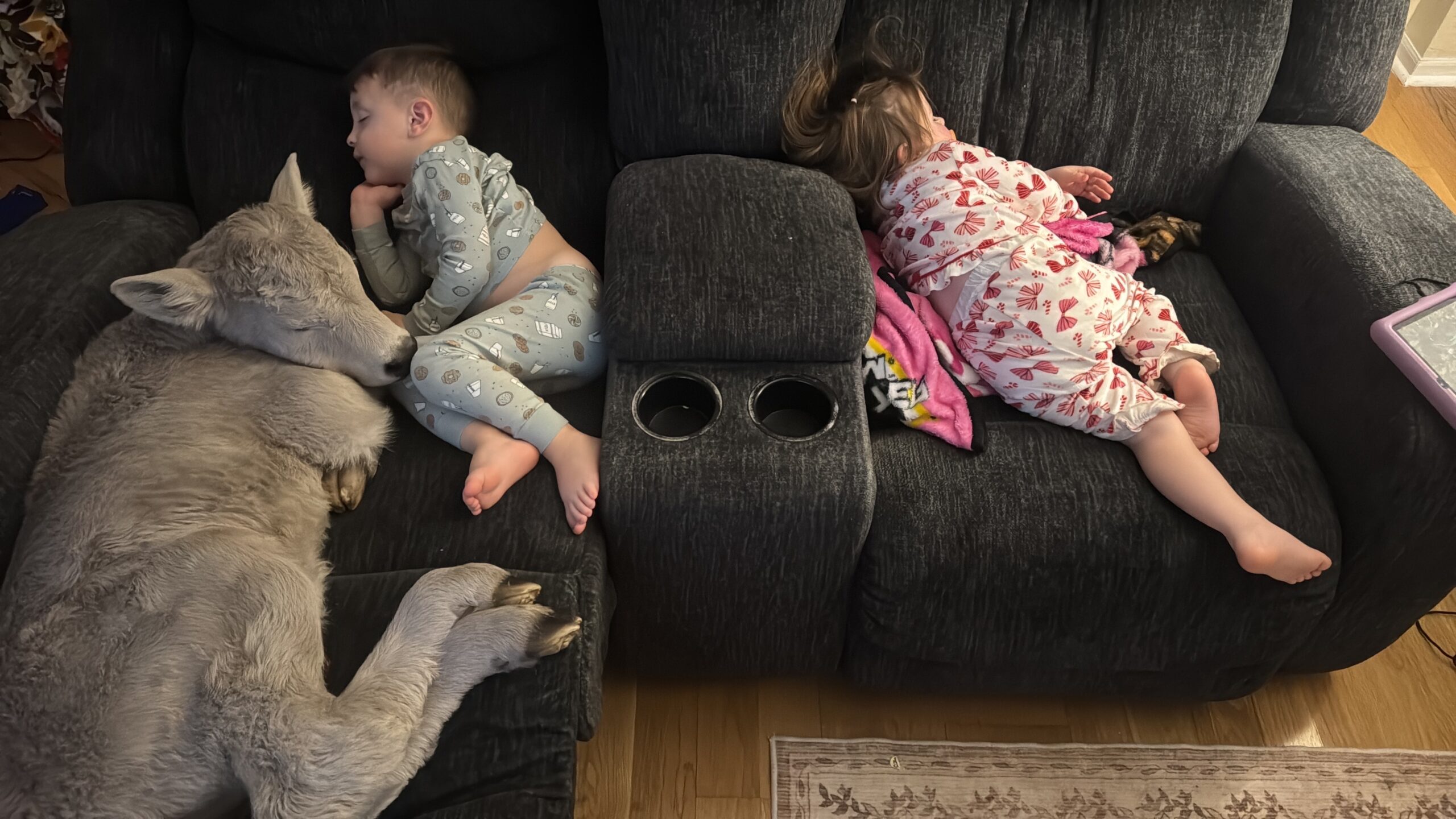 台灣新聞通訊社-新生小牛險凍死 農戶抱進屋救命、與孩子同睡沙發萌翻