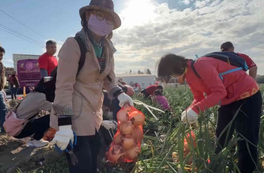台灣新聞通訊社-國產洋蔥價跌到1字頭 彰化伸港產量增2成撐住農民收益