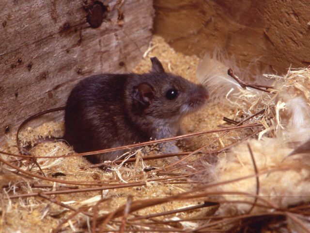 台灣新聞通訊社-不能只靠老鼠藥！學者：居家防鼠落實「三不」 填補大於2公分縫隙