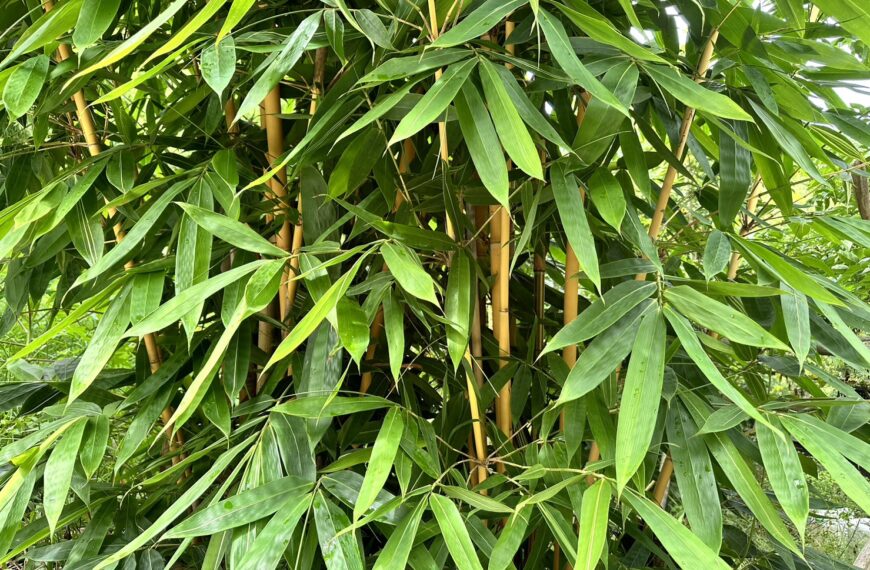 台灣新聞通訊社-林保署實施新版台灣林產品生產追溯規範 納入竹產品