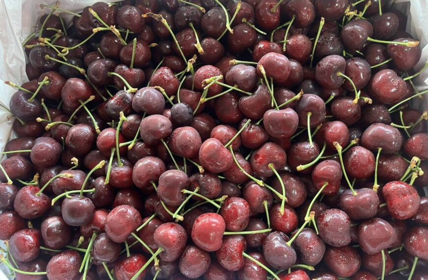 台灣新聞通訊社-櫻桃價格大跳水 狂搶後怎清洗保存？專家指搞錯1步恐吃到農藥