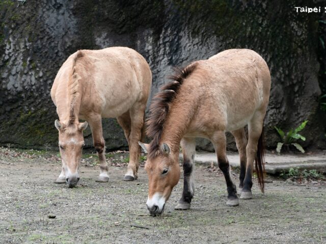台灣新聞通訊社-從野外滅絕復育成瀕危物種 北市動物園曝蒙古野馬世上僅存