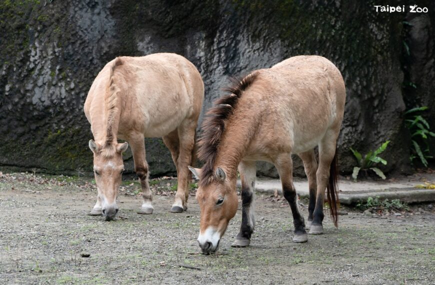 台灣新聞通訊社-從野外滅絕復育成瀕危物種 北市動物園曝蒙古野馬世上僅存