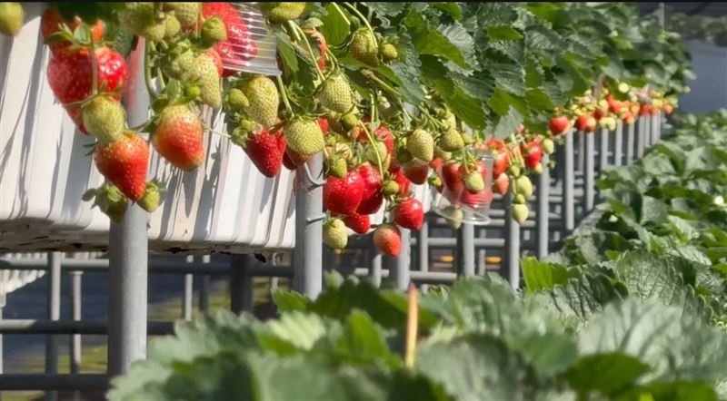 台灣新聞通訊社-識貨？20黃牛「聞香」狂嗑草莓園…飼主不認帳　業者怒：問題不在動物