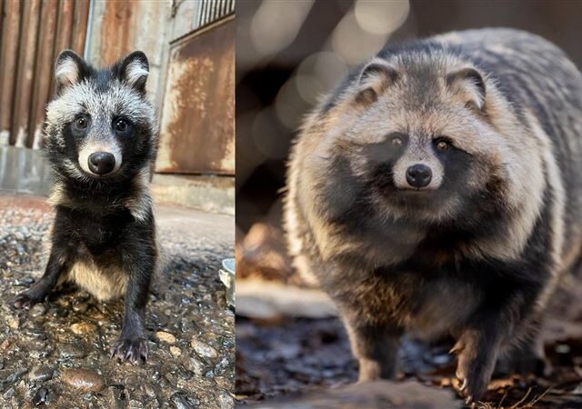 台灣新聞通訊社-這是「阿嬤養的」？日本狸貓前後對比改變太巨大　網友調侃：是發酵麵糰