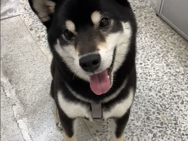 台灣新聞通訊社-毛孩家長注意！春節雙北「百家動物醫院不打烊」　名單一次看