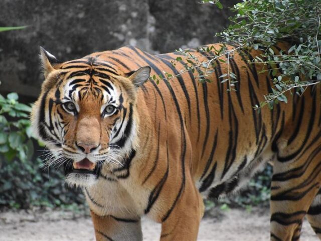 台灣新聞通訊社-72隻老虎接連暴斃！泰國清邁爆致命疫情　天性難近人易錯失治療黃金期