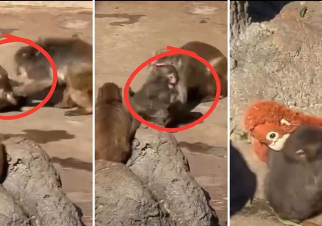 台灣新聞通訊社-雲端爸媽別激動！Panchi君被成猴拖行找玩偶討拍拍　動物園：牠在成長