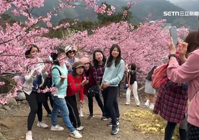 台灣新聞通訊社-櫻花、李花爭艷「紅白大戰」　遊客搶拍夢幻場景