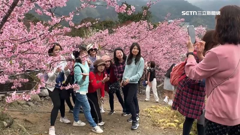 台灣新聞通訊社-櫻花、李花爭艷「紅白大戰」　遊客搶拍夢幻場景