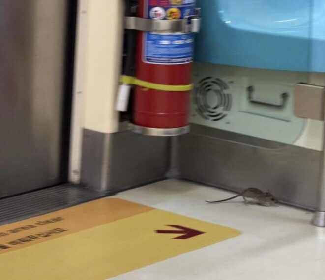 台灣新聞通訊社-老鼠在車廂趴趴走！北捷研判「旅客背包竄出」　今晚展開全線清消