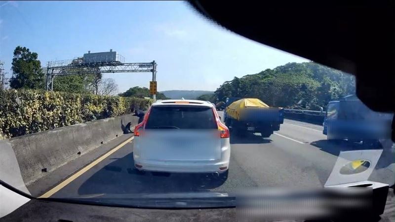 台灣新聞通訊社-誇張畫面曝！女駕駛「國道內車道」急煞停下　整排車等她…救狗