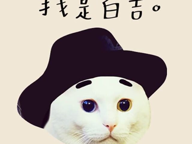 台灣新聞通訊社-擁19萬粉網紅貓「我是白吉」過世！吉媽淚吐：要送走他了…道別文惹鼻酸