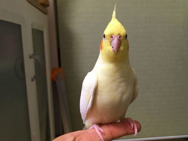 台灣新聞通訊社-日男潛入女友香閨綁架4隻鸚鵡　恐嚇「不見面就撕票」下場超狼狽